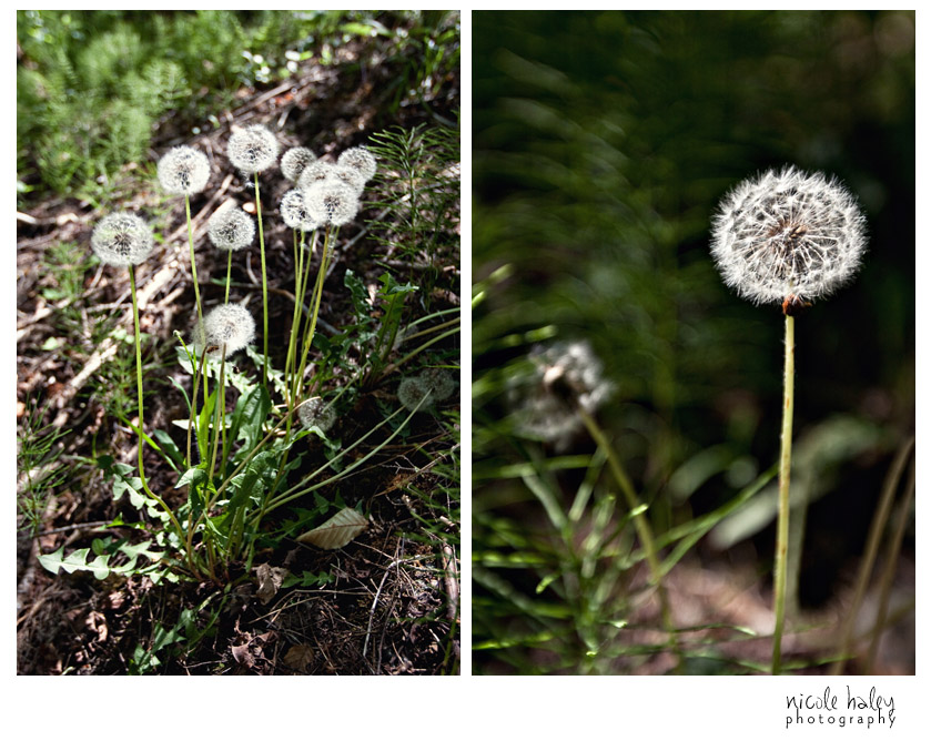Jordan River Pathway, North Country Trail, Ann Arbor Photography