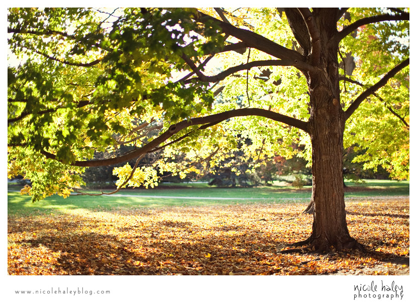 nicole haley photography, east lansing, michigan state university, tree