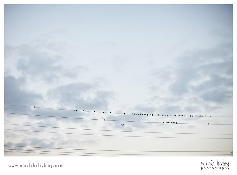 Nicole Haley Photography, birds on a wire, Michigan Wedding Photography