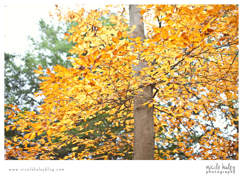 north country trail, tree, yellow leaves, nicole haley photography