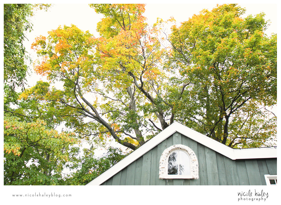 nicole haley photography, leelanau trees in the fall