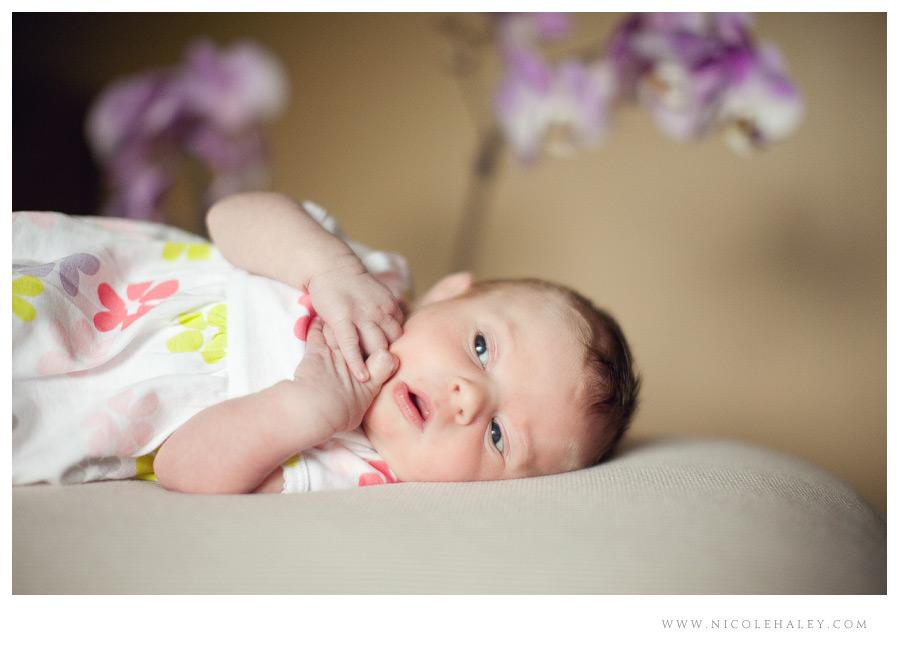 nicole haley photography - newborn 09 nicole haley photography, ann arbor children photographers