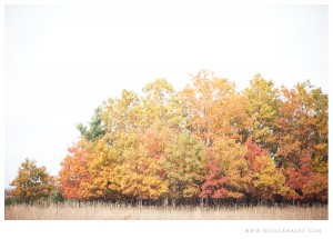 leelanau peninsula photographer - nicole haley photography 3 leelanau peninsula photographer - nicole haley photography 3