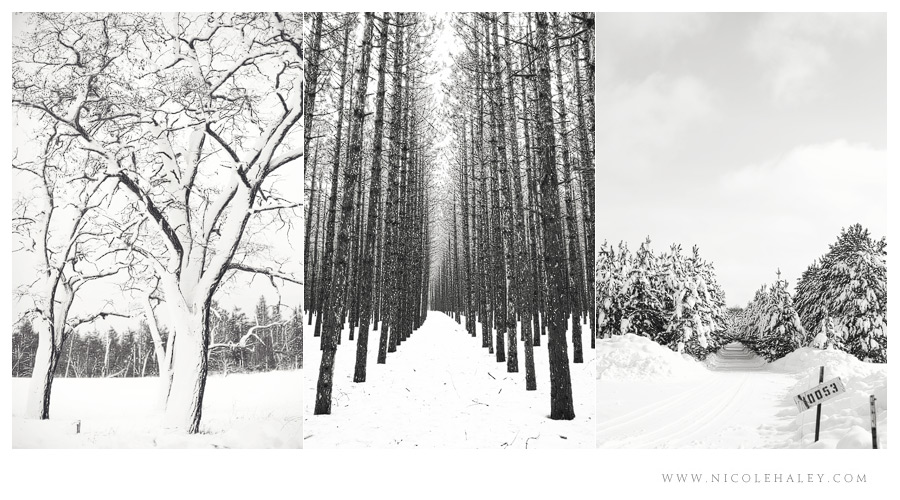 Leelanau photography, Snowy trees on Leelanau