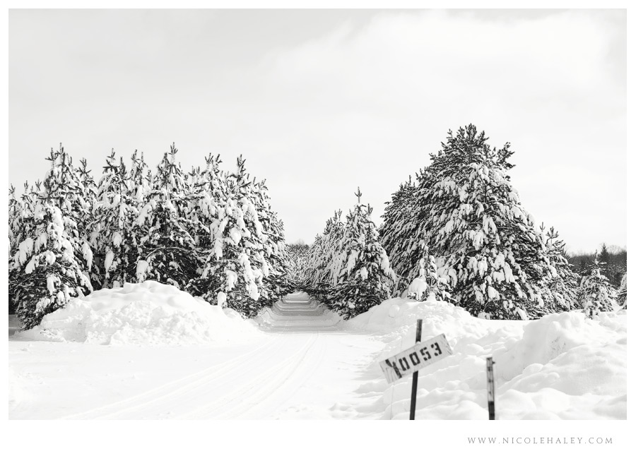 Petoskey photography, Snowy trees near Petoskey 