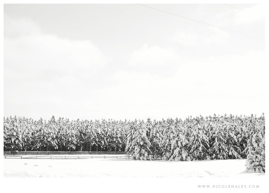Petoskey photography, Snowy trees near Petoskey 