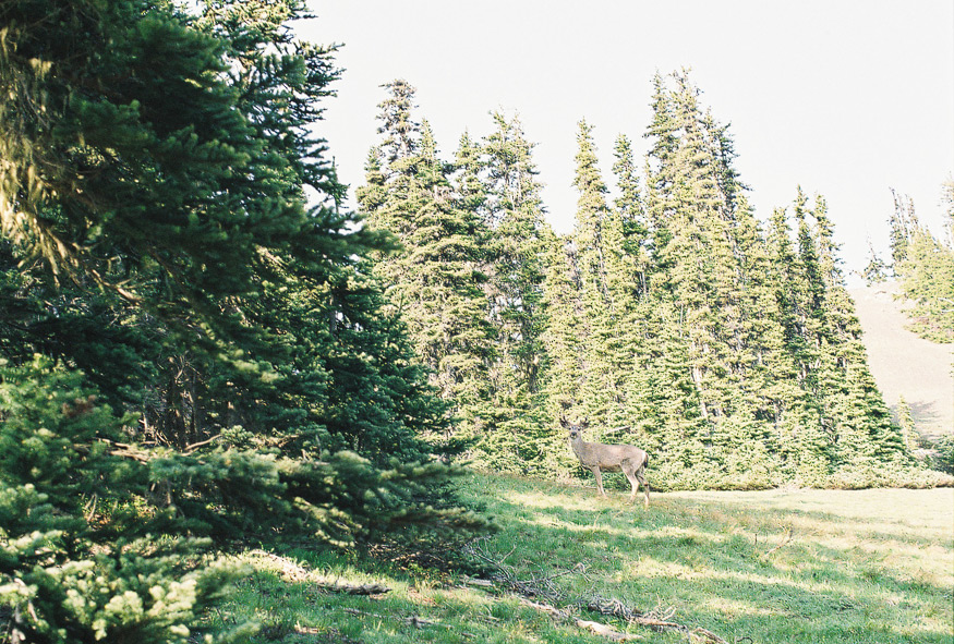 Seattle Photography 14 Hurricane Ridge in Olympic National Park.