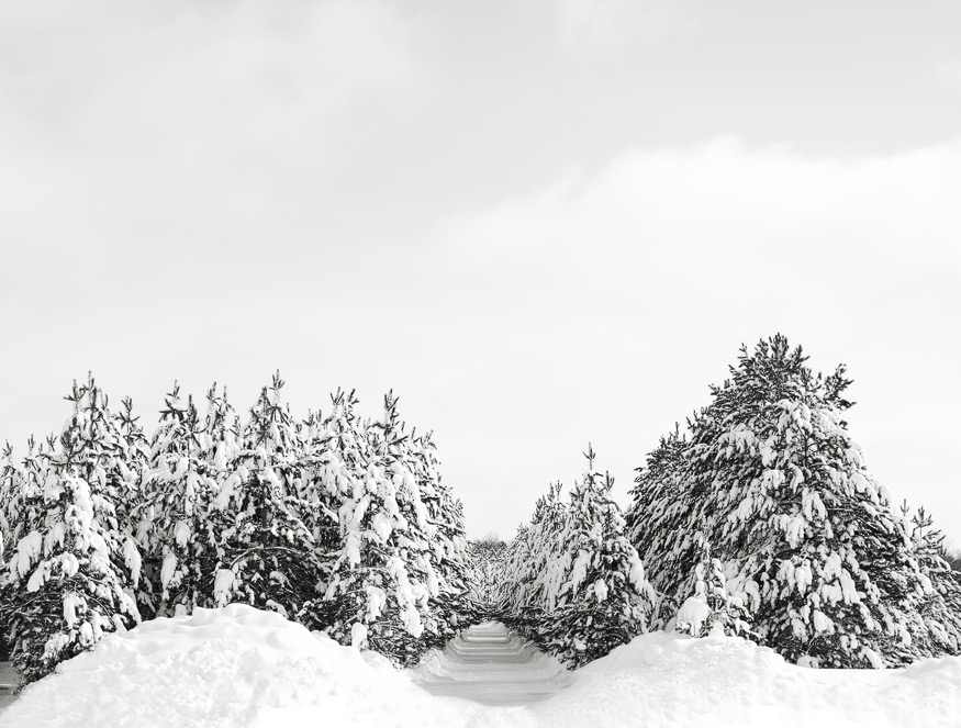snowfall in michigan - nicole haley photography