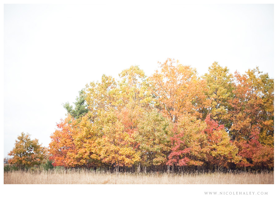nicole haley photography, leelanau wedding photography, bay view trail