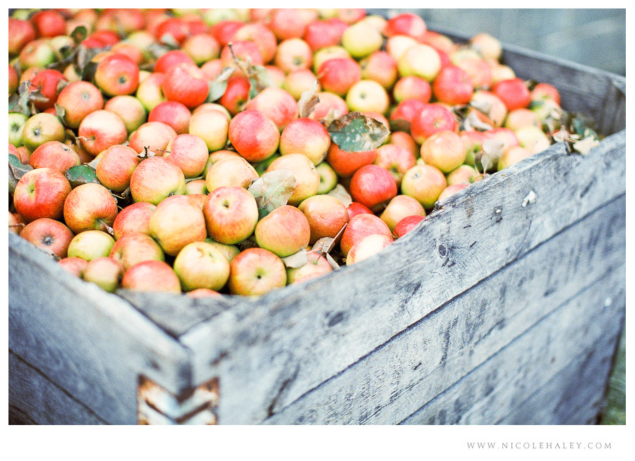 nicole haley photography - leelanau peninsula 11 nicole haley photography, christmas cove farm, fall on leelanau, film photography