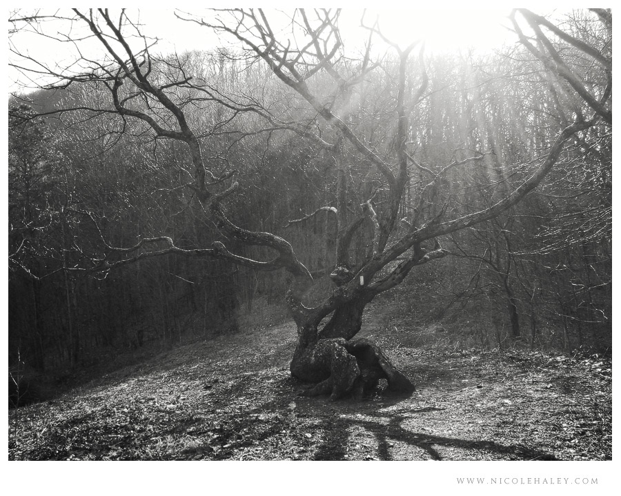 appalachian trail - bly gap tree