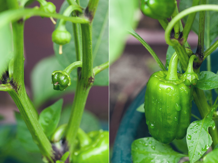 growing - nicole haley photography