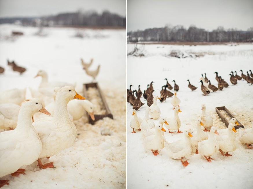 farm photography, farm to table