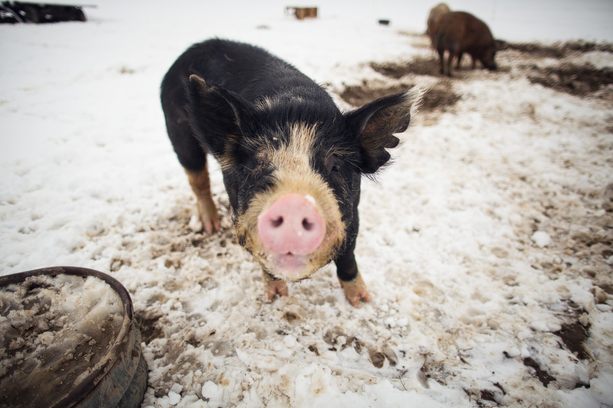 farm photography, farm to table