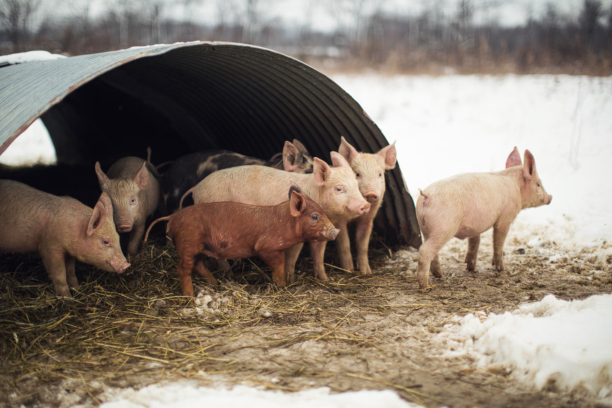 farm photography, farm to table