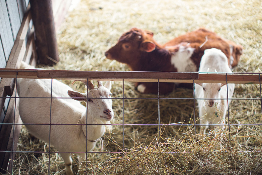 farm photography, farm to table