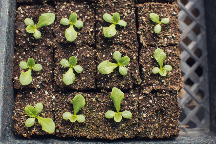 Honest Eats Farm at Tilian Farm Development Center | www.nicolehaley.com