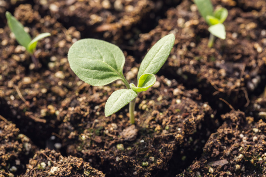 Honest Eats Farm at Tilian Farm Development Center | www.nicolehaley.com