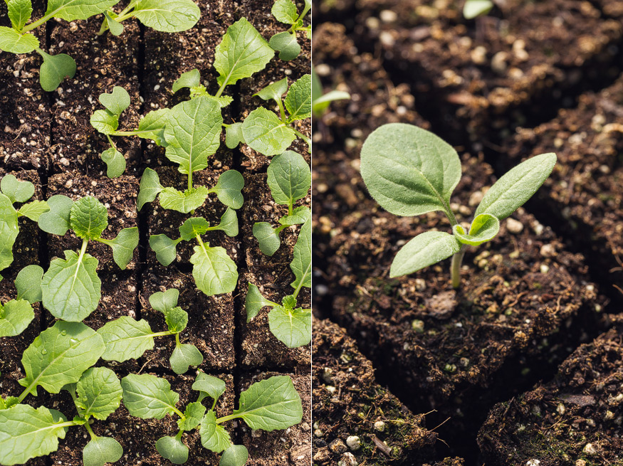 Honest Eats Farm at Tilian Farm Development Center | www.nicolehaley.com