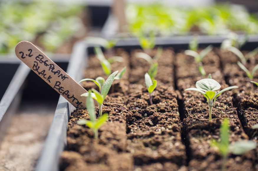 Honest Eats Farm at Tilian Farm Development Center | www.nicolehaley.com