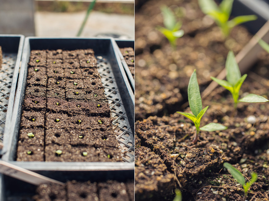 Honest Eats Farm at Tilian Farm Development Center | www.nicolehaley.com