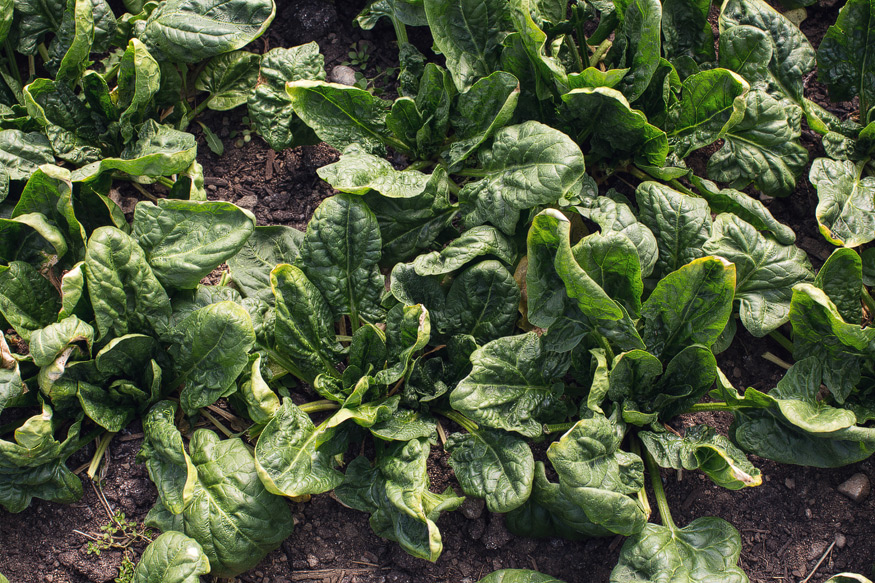 Honest Eats Farm at Tilian Farm Development Center | www.nicolehaley.com