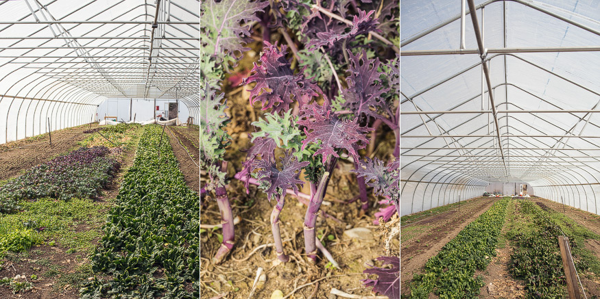 Honest Eats Farm at Tilian Farm Development Center | www.nicolehaley.com