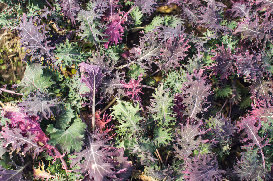 Honest Eats Farm at Tilian Farm Development Center | www.nicolehaley.com